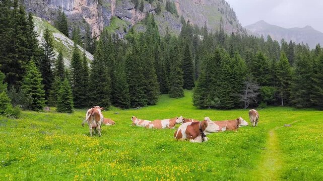 Mountain pasture in Vallunga, South Tyrol Alps with cows and mountain peaks in the background