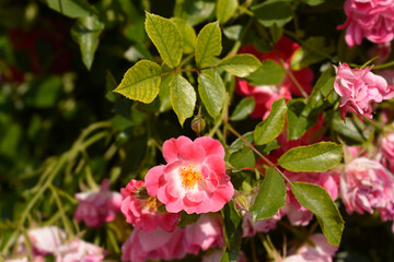 Groundcover pink rose flowers