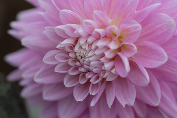 柔らかい突起達