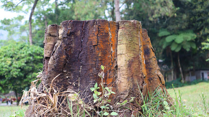 A trunk on the grass. Wooden log in the park