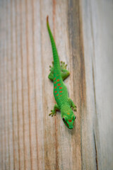 Fototapeta premium Cute green day gecko native to Mauritius island, Africa