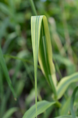 Variegated Giant reed leaves