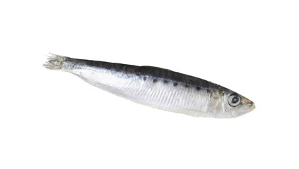 One raw sardine fish isolated on white. Sea food