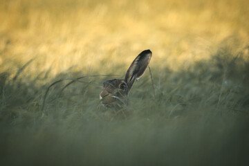 Le curieux 