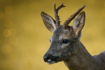 De profil  © Tristan