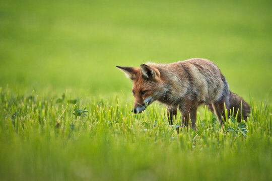 Renard Images – Browse 6,348 Stock Photos, Vectors, and Video