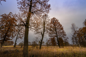 Obraz premium A field of trees with a cloudy sky in the background