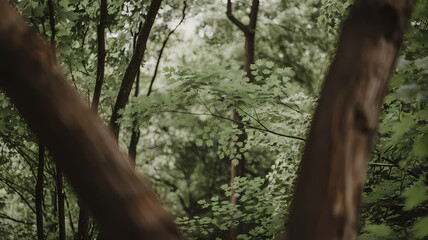 Fototapeta premium Lush green forest scene with trees framing the background, showcasing a tranquil natural environment filled with vibrant foliage and soft natural light. Perfect for nature enthusiasts.