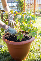 A person is tending to a plant in a pot