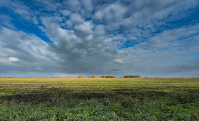 A field of grass with a cloudy sky in the background