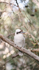 Kookaburra