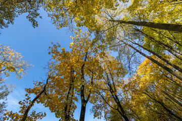A beautiful blue sky with a few trees in the background