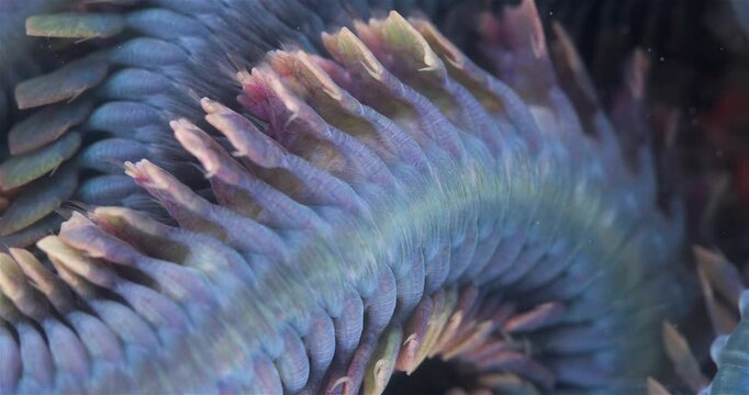 Worm Polychaeta Nereis virens (Alitta virens) from family Nereididae close-up. Many beautiful worms squirm. White Sea