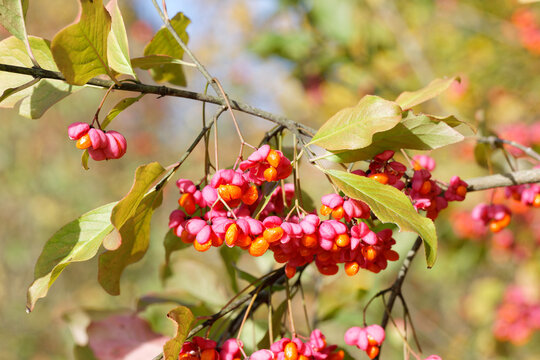 Zweig mit Bl&auml;ttern und ge&ouml;ffneten Fruchtkapseln der Pfaffenh&uuml;tchens - Euonymus europaeus im Herbst