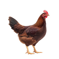 Fototapeta premium A dark brown farm poultry chicken on an isolated background