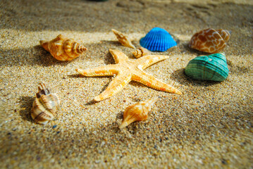 Starfish and vibrant seashells scattered on golden sandy beach.