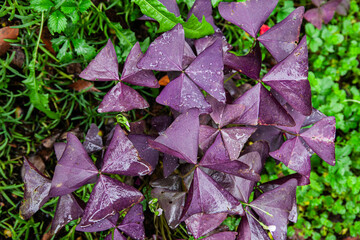 background leafs in the garden