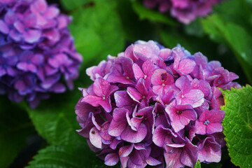 Pink-blue hydrangea flowers close-up against a background of other flowers