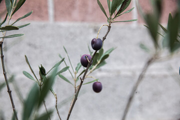 olives on the tree