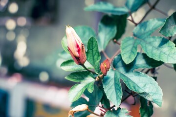 Vibrant Red Passiflora Coccinea Flowers in Bloom