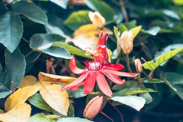 Vibrant Red Passiflora Coccinea Flowers in Bloom