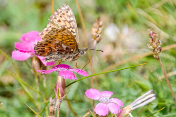 una farfalla si posa su un fiore di campo.