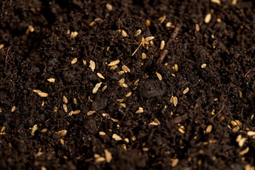 seeds of one carrot variety sown in fertile soil