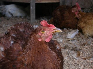 Hen in Barnyard Close-up