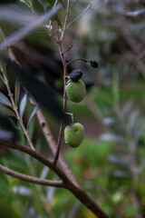 green olives on tree