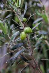 green olives on tree