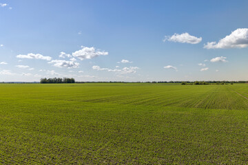 green wheat sprouts in a farmer's field