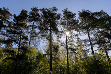 Obraz premium tall pine trees in sunny spring weather