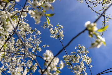 sunny weather in an orchard with cherries