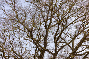 a plowed field on which a lone oak tree grows