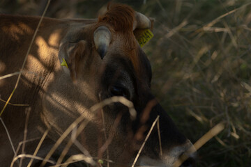 Fototapeta premium This image shows a closeup view of a cows face, prominently featuring a yellow identification tag attached to its ear, detailed and clear