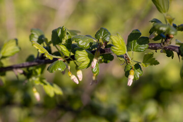 flowering gooseberry bushes in May against a blue sky background