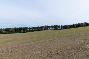 green wheat in cloudy weather in spring