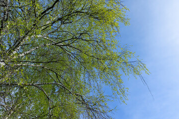 Fototapeta premium new green birch foliage in spring against a gray sky
