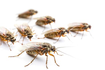 Naklejka premium A group of flies sit on a white surface, ready to land