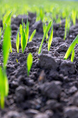green sprouts of frost-resistant wheat, close-up
