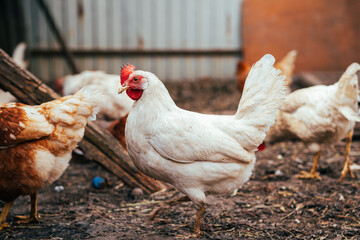 Chickens foraging in a sunny farmyard surrounded by wooden logs during a warm afternoon in rural...