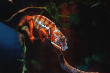Chameron reptile on branch of tree in dark forest