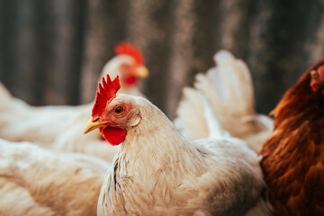 Chickens foraging in a sunny farmyard surrounded by wooden logs during a warm afternoon in rural countryside