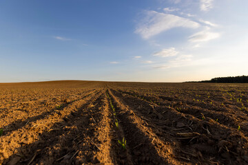 sunset in a field with young corn sprouts in a fertile field