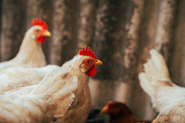 Chickens foraging in a sunny farmyard surrounded by wooden logs during a warm afternoon in rural countryside