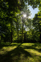 Naklejka premium Mixed deciduous forest with green foliage in summer