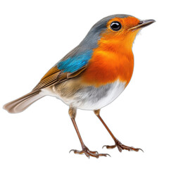 Colorful robin bird with orange breast and blue wing isolated transparent background
