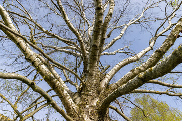 an old birch tree in spring without foliage on a blue sky background