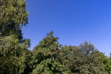 the color of the rowan foliage changes in late summer