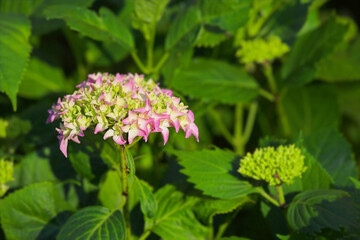 Nature, bush and hydrangea outdoor in garden with greenery, leaves and petals for blossom. Environment, landscape and organic pink flower or floral plant for botany in eco friendly park or field.